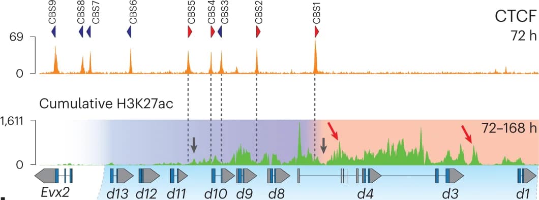 Open access visualization of Line Plot, Density Plot, CTCF ChIP-seq, Stembryos, H3K27ac ChIP-seq