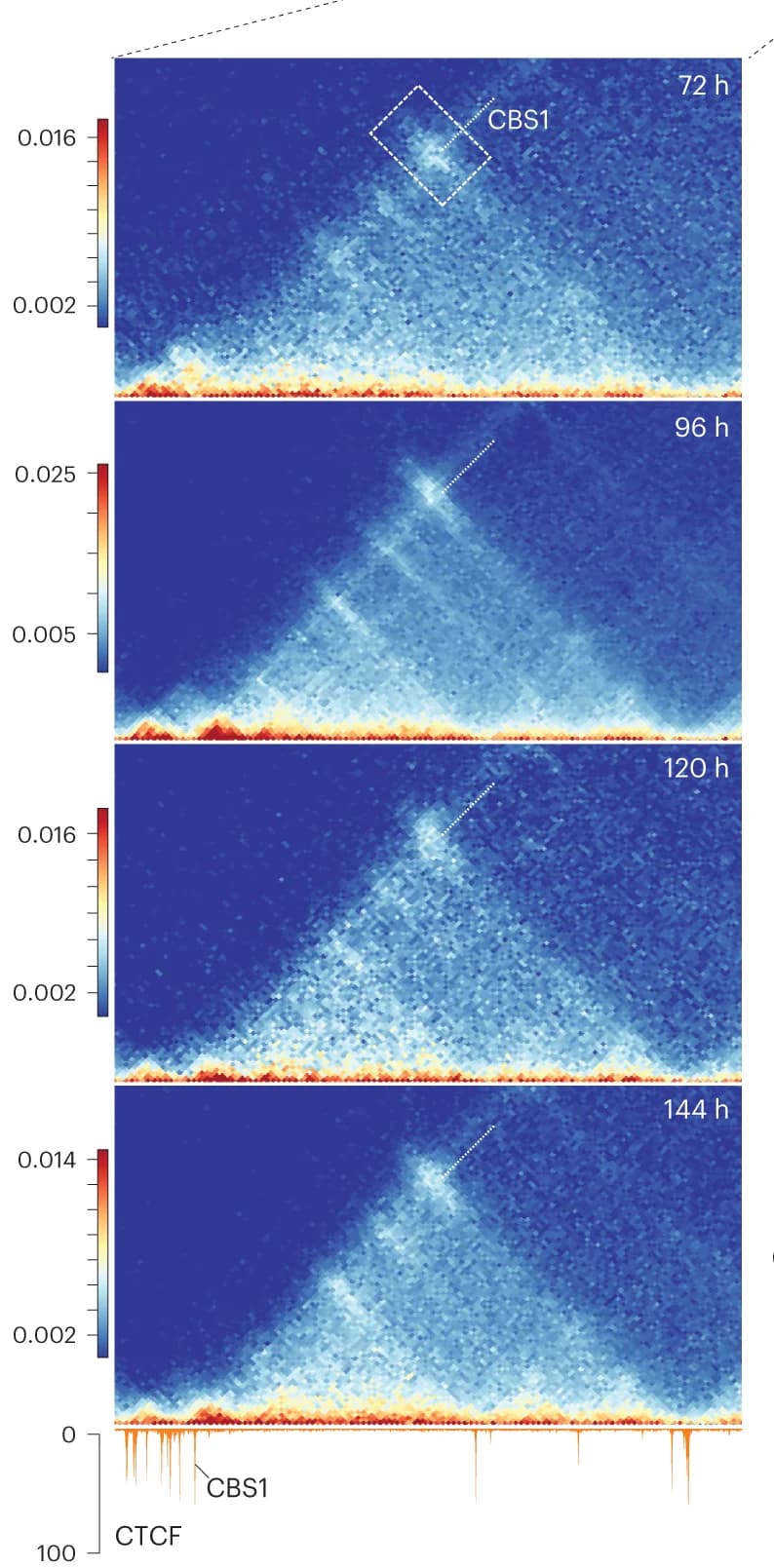 Open access visualization of Heatmap, HoxD, sub-TAD1, CBS1, CBS