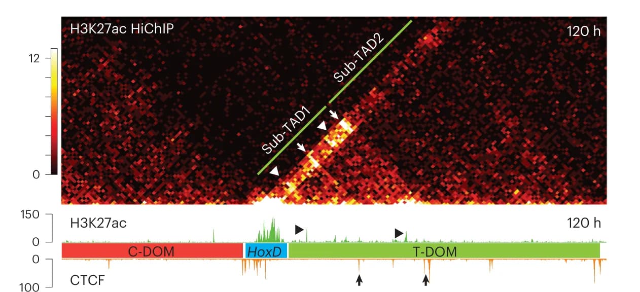 Open access visualization of Heatmap, Line Plot, H3K27ac HiChIP, Stembryos, CTCF