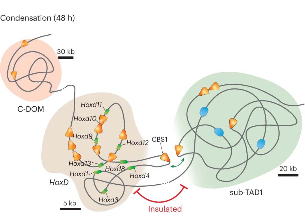 Open access visualization of Illustration, Workflow, HoxD Locus, Condensation, Translocation