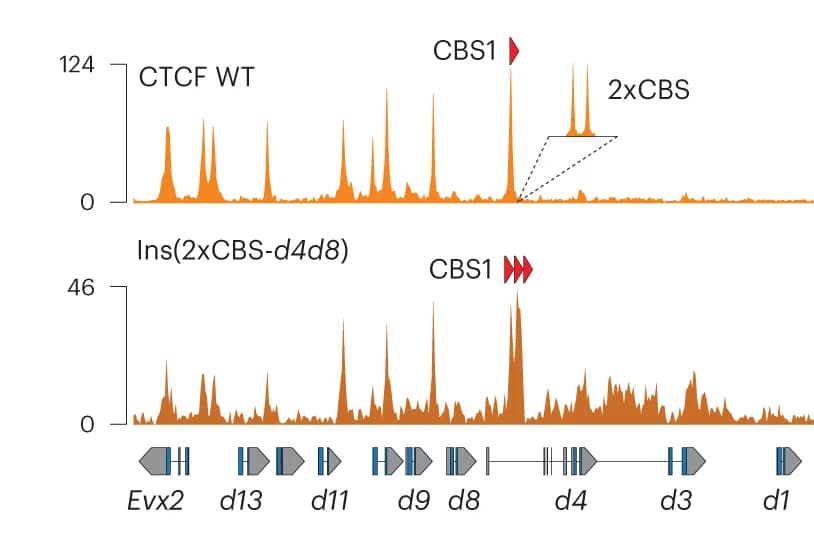 Open access visualization of Line Plot, CTCF, Control, Ins(2xCBS-d4d8), Profiles