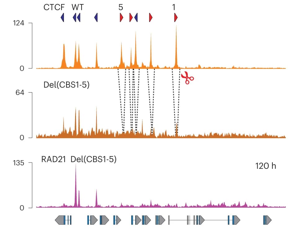Open access visualization of Line Plot, Density Plot, CTCF ChIP-seq, Control, Mutant stembryos