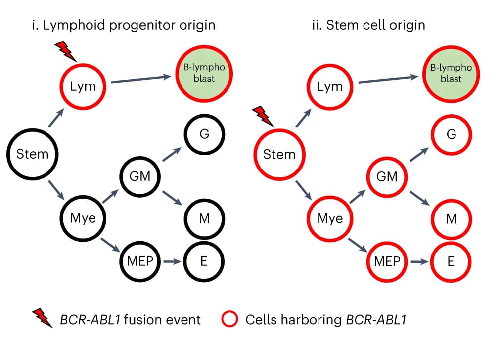 Open access visualization of Workflow, Flowchart, B-lymphoblast, Colony Types, BCR-ABL1