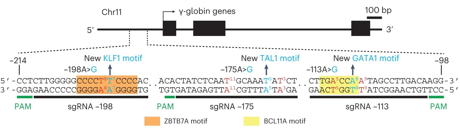 Open access visualization of Illustration, γ-globin gene promoter, HPFH, Transcriptional activators, Transcriptional repressors