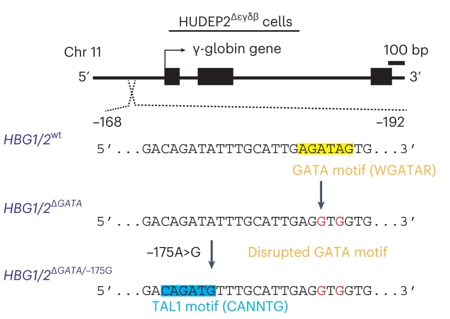 Open access visualization of Illustration, Workflow, Mutational Analysis, Composite Motif, HUDEP2 Cells