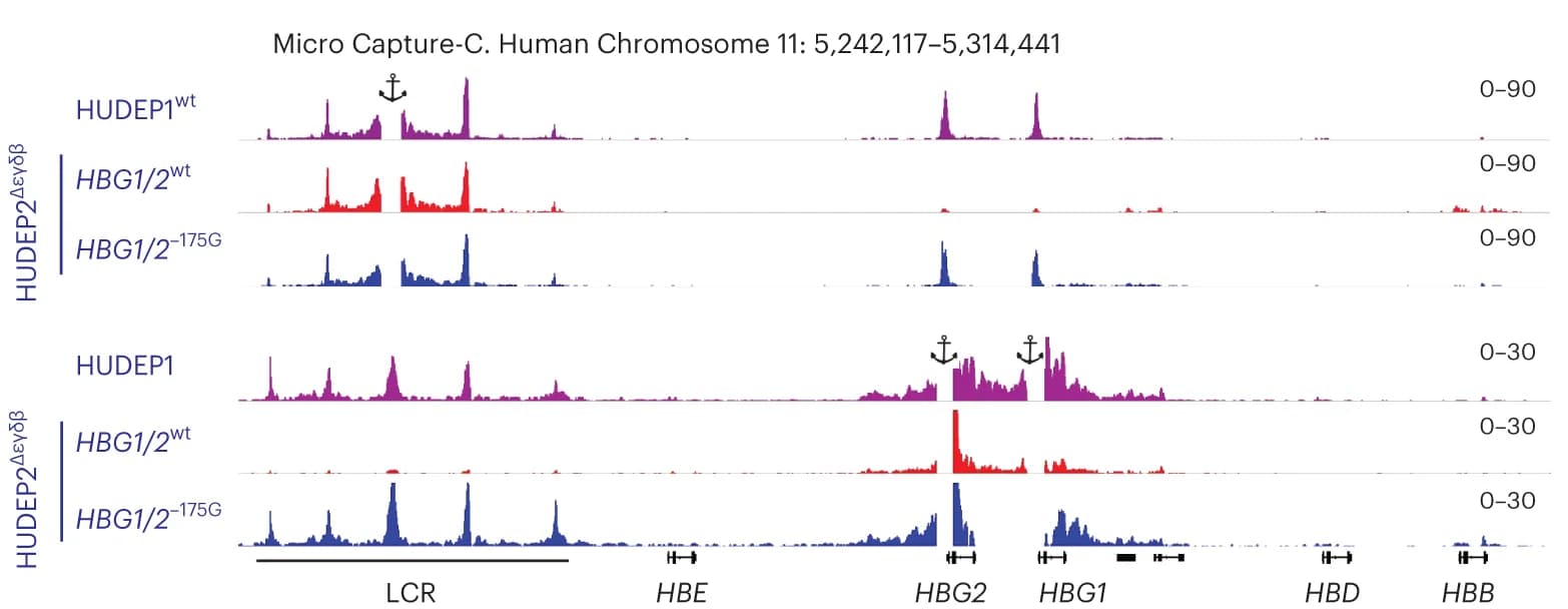 Open access visualization of Line Plot, Micro Capture-C Analysis, Chromatin Interactions, HUDEP1 Cells, HbF
