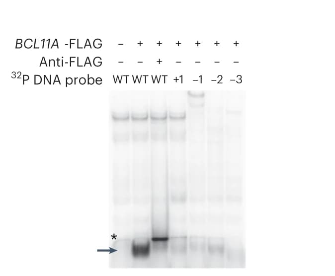 Open access visualization of Gel, Gel-shift assay, COS Cell, FLAG tag, Zinc Fingers