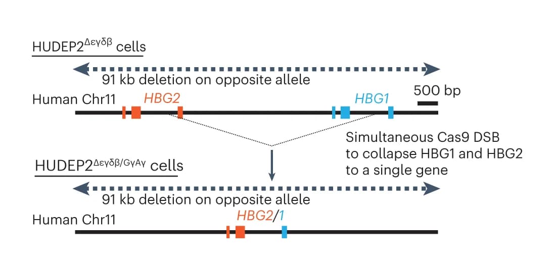Open access visualization of Workflow, Illustration, HUDEP2 cells, Genome Editing, Fusion gene