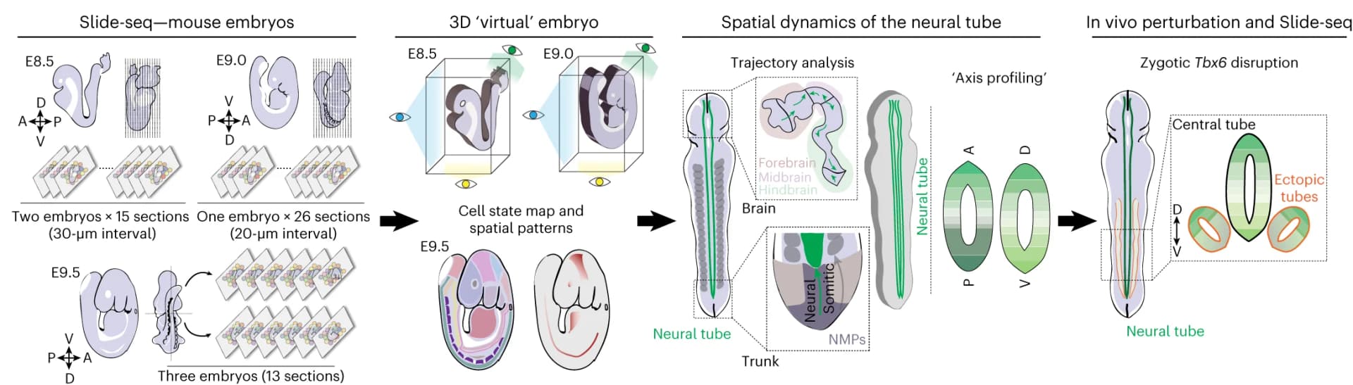 Open access visualization of Workflow, Illustration, Experimental workflow, Data analysis, Mouse embryos