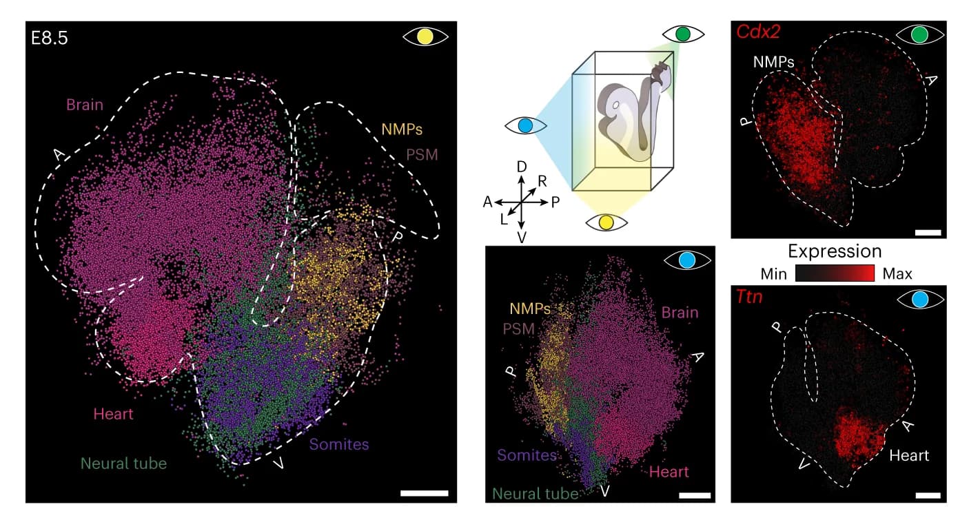 Open access visualization of Scatter Plot, Heatmap, 3D-reconstructed, E8.5 stage embryos, Cell states