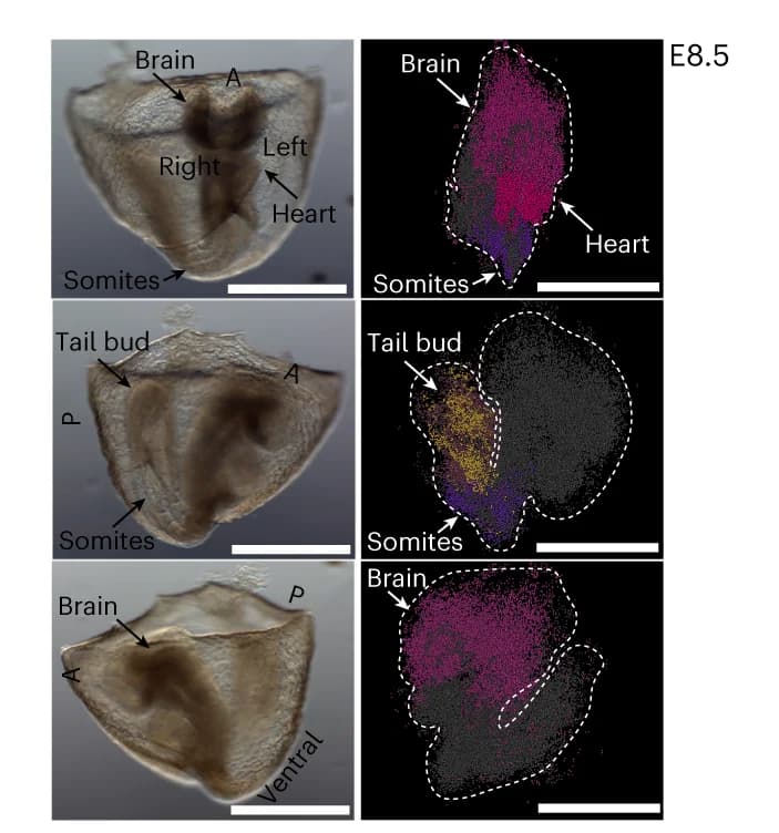 Open access visualization of Microscopy, 3D view, E8.5 embryo, Cell states, Anatomical features