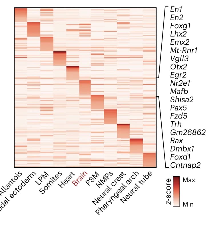 Open access visualization of Heatmap, Localization scores, Spatially differentially expressed genes, 3D, E8.5 embryo