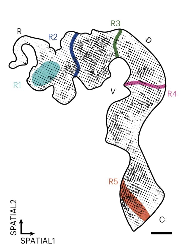 Open access visualization of Illustration, Spatial Plot, RNA Velocity, Brain Region, Trajectory