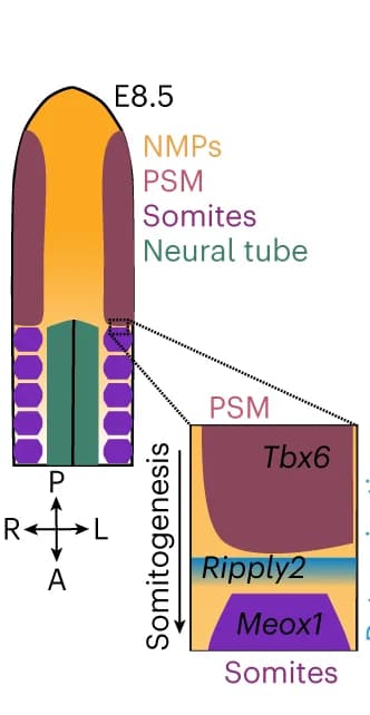 Open access visualization of Illustration, Cell States, Embryonic Trunk, Somitogenesis