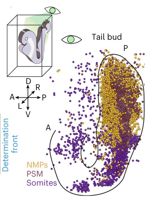 Open access visualization of Scatter Plot, Illustration, Cell States, Spatial Plot, vISH