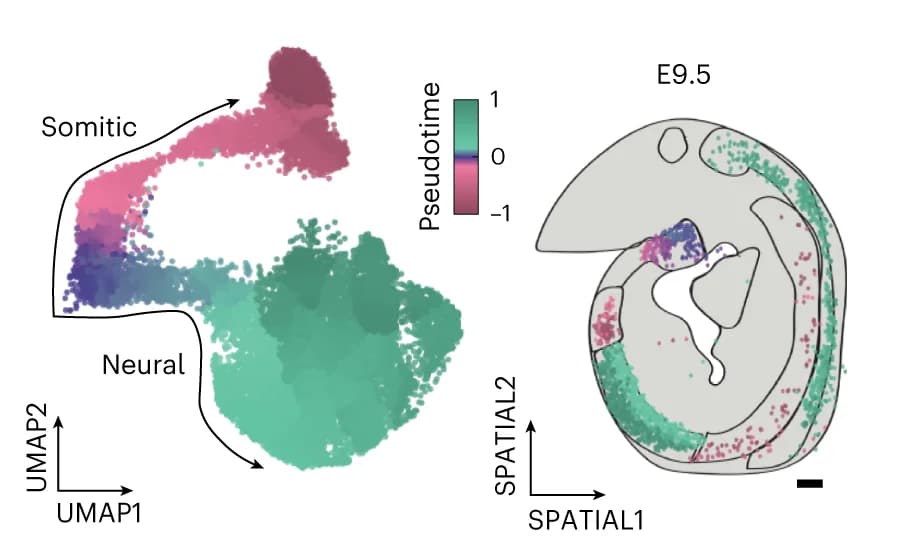 Open access visualization of UMAP, Scatter Plot, Pseudotime Analysis, Somitic Differentiation, Neural Differentiation