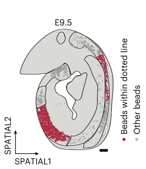Open access visualization of Scatter Plot, Spatial Plot, Pseudotime Values, Embryonic Trunk, Neural Tube Patterning