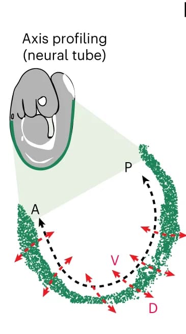 Open access visualization of Illustration, E9.5 Stage Embryo, Neural Tube, Profiling