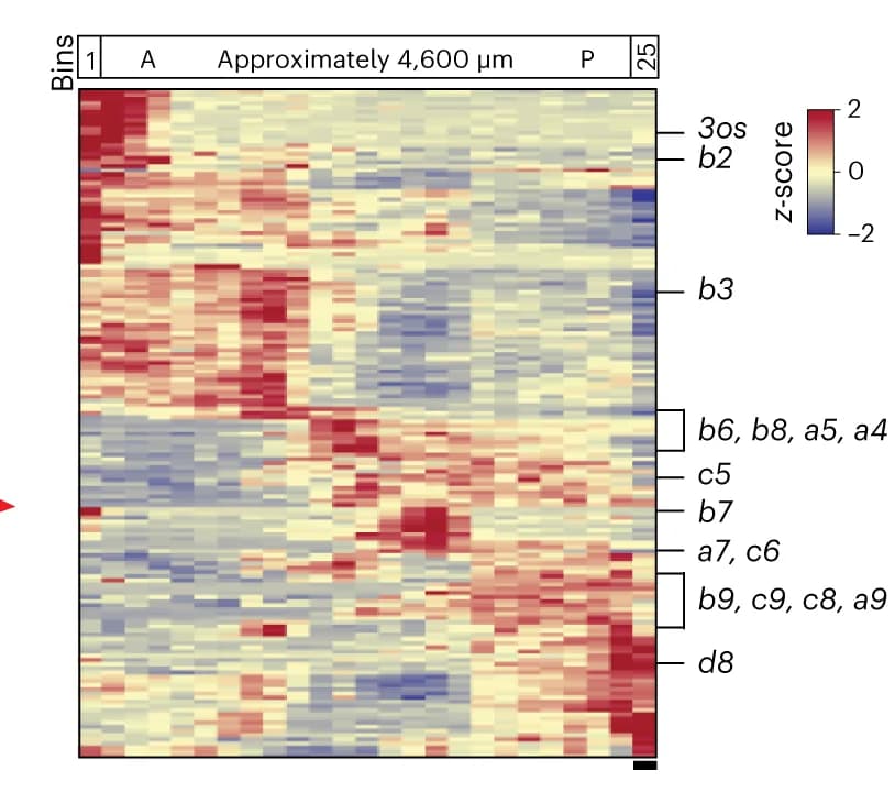 Open access visualization of Heatmap, Gene Expression, Spatial Bins, AP Axis, Hox Genes