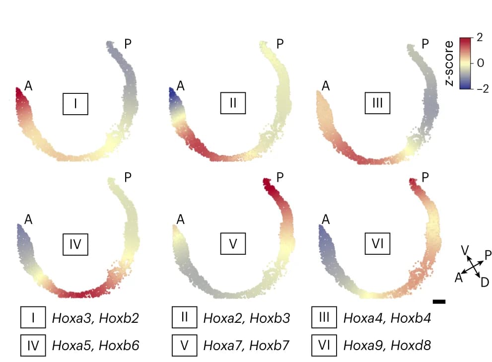 Open access visualization of Scatter Plot, Spatial Plots, Hox Modules, Neural Tube, Gene Expression