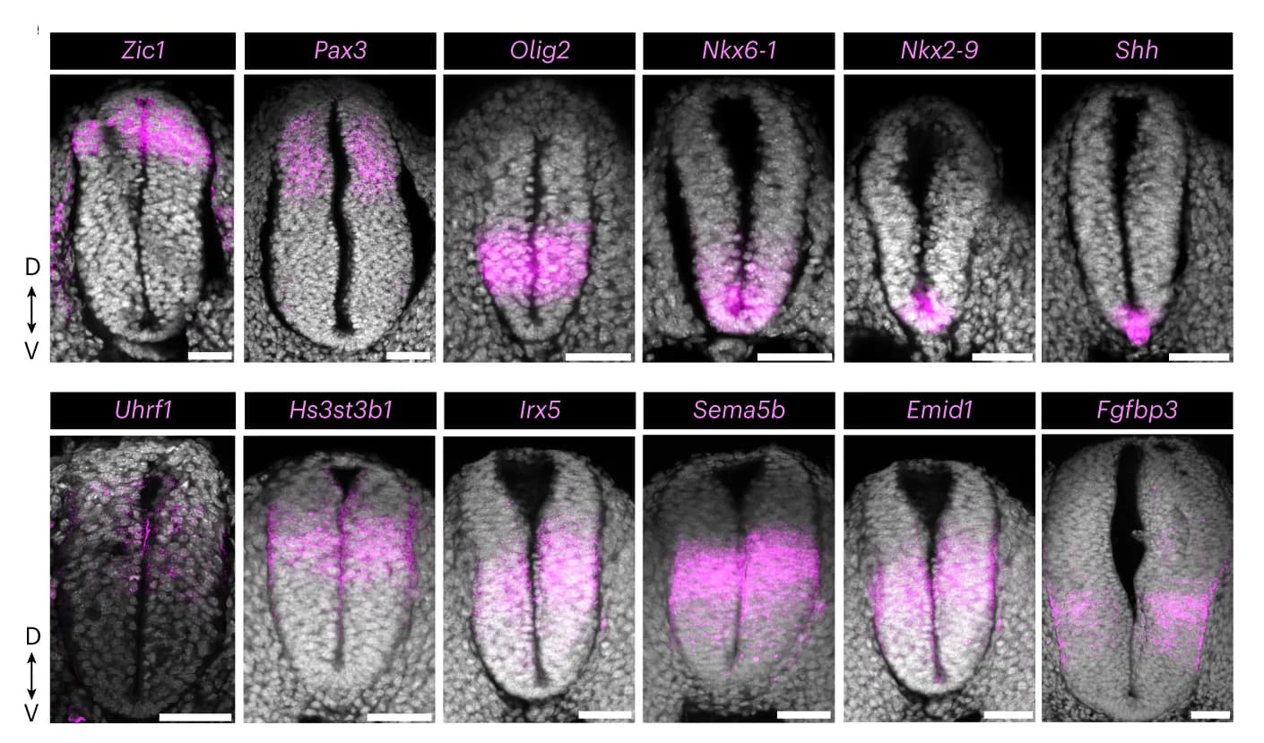 Open access visualization of Microscopy, RNA FISH, DV Axis, Neural Tube, Embryos