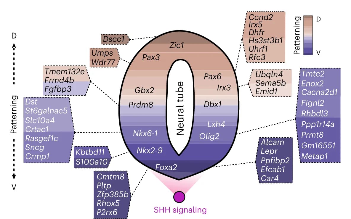 Open access visualization of Illustration, Schematic, Spatial Patterns, DV Axis, E9.5 Stage Neural Tube
