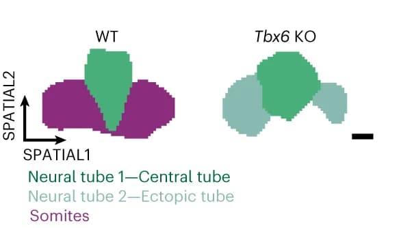 Open access visualization of Illustration, Spatial Grid Map, Neural Tube, Somitic Cells, Wild-Type Embryo