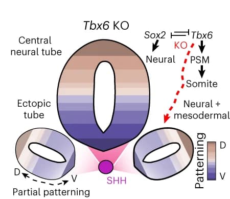Open access visualization of Workflow, Illustration, Schematic, Transcriptional Identity, Patterning