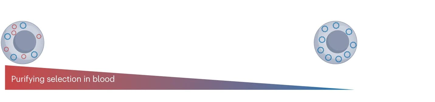 Open access visualization of Workflow, Illustration, mtDNA Deletion, Blood, Purifying Selection