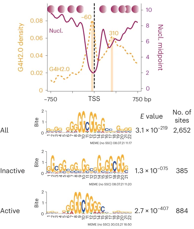 Open access visualization of Line Plot, Illustration, Promoters, Motifs, Nucleosome