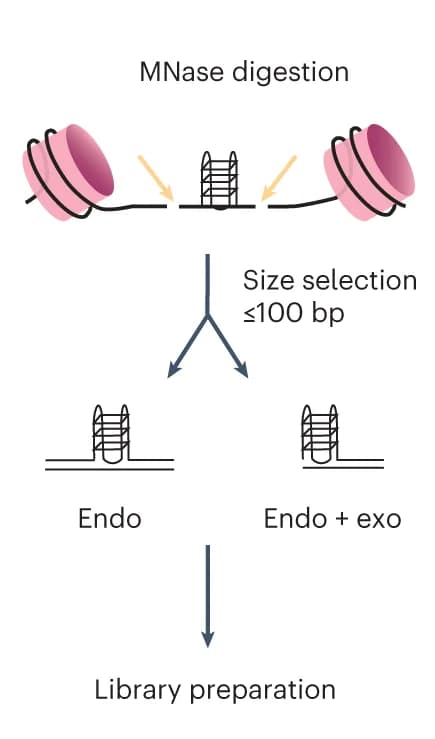 Open access visualization of Workflow, Flowchart, Illustration, G4access, Chromatin