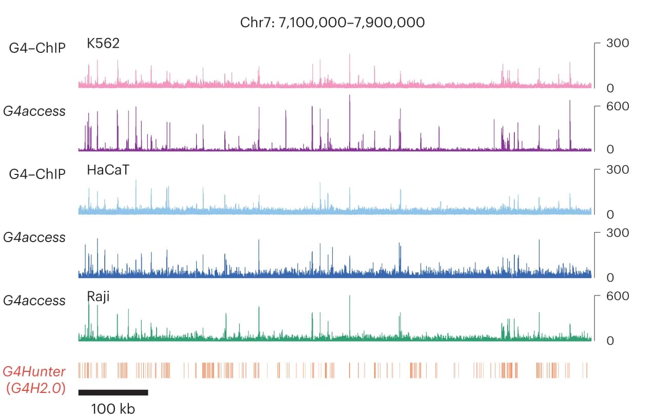 Open access visualization of Line Plot, Genome Browser View, G4access, G4-ChIP, Cell Lines