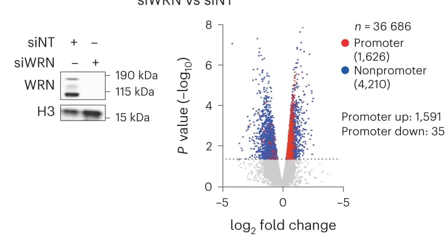 Open access visualization of Volcano Plot, Gel, siRNA, WRN, Helicase