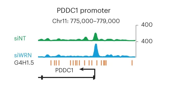 Open access visualization of Line Plot, G4access, WRN, PDDC1, Promoter