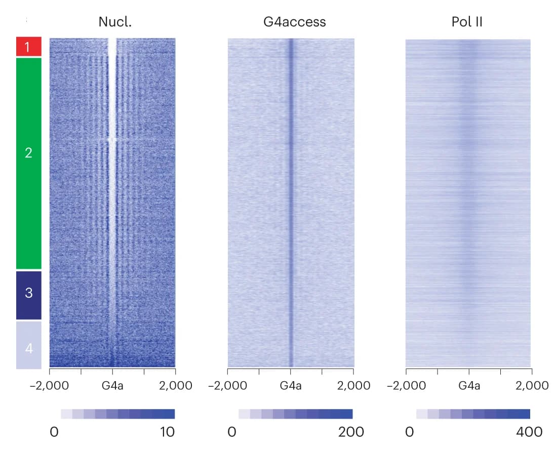 Open access visualization of Heatmap, G4access Peaks, Nucleosome Depletion, Pol II Recruitment, Nucleosome Positioning