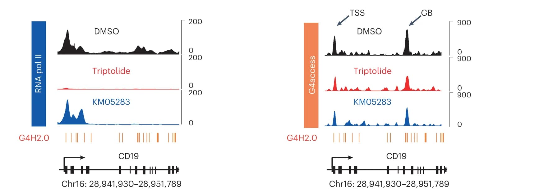 Open access visualization of Line Plot, Transcription Inhibition, Pol II, G4access Signal, CD19 Gene