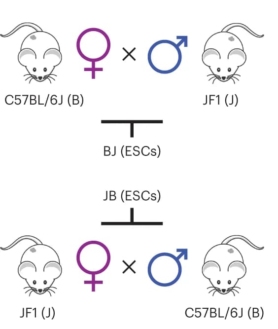 Open access visualization of Workflow, Flowchart, Illustration, Mouse Strains, Maternal Imprinting