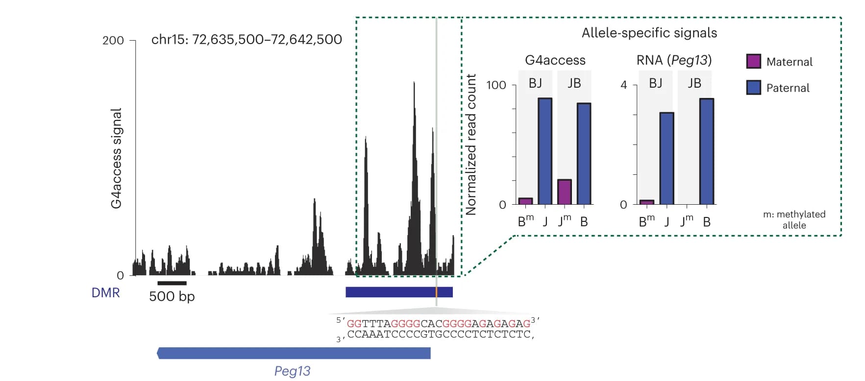 Open access visualization of Line Plot, Bar Plot, G4access, TSS-proximal DMR, Imprinted Locus