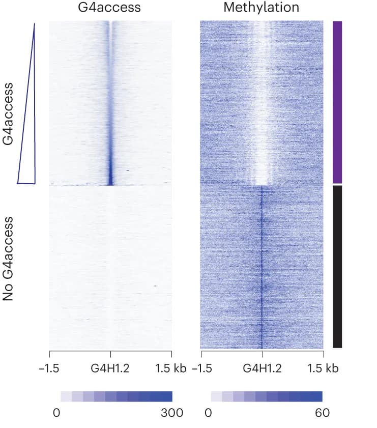 Open access visualization of Heatmap, G4access signal, DNA, K562 cells, Heatmaps