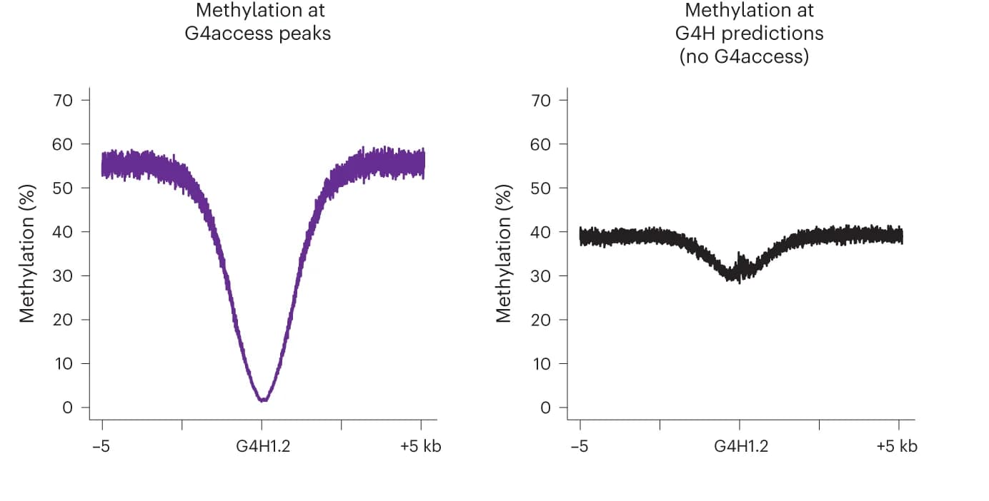 Open access visualization of Line Plot, Metaprofiles, G4access, Methylation signals, pG4s