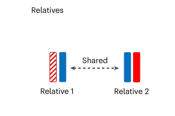 Open access visualization of Illustration, Relative Pairs, Allele, IBD