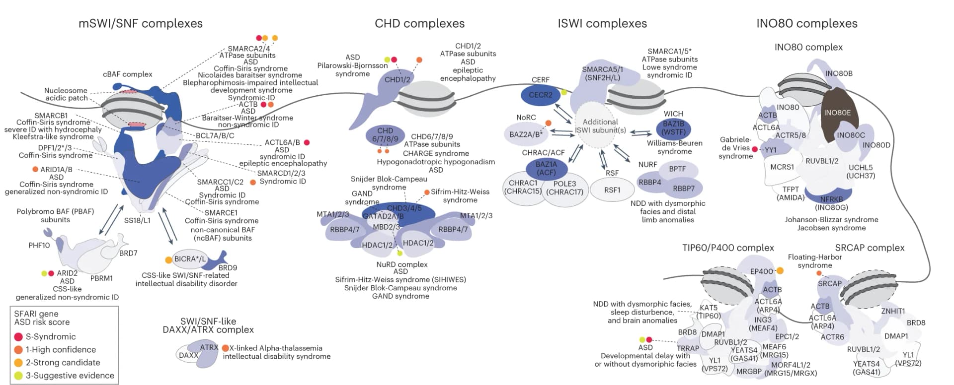 Open access visualization of Workflow, Illustration, Cartoon Representation, Chromatin Remodelers, SWI/SNF