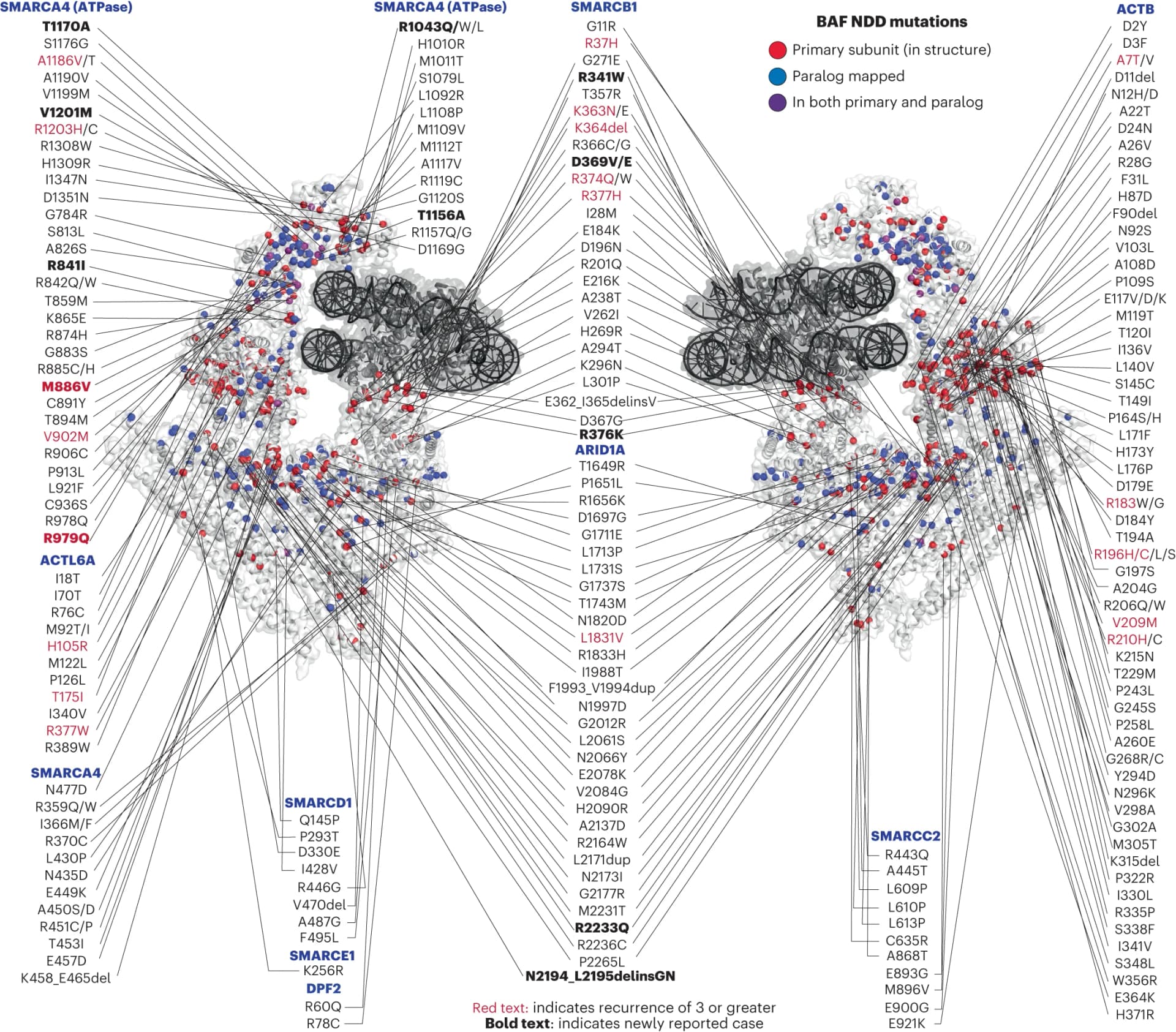 Open access visualization of Illustration, NDD-associated variants, cBAF complex, 3D structure, Residues