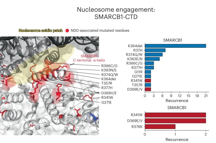 Open access visualization of Bar Plot, 3D Plot, Protein Structure, SMARCB1, C-terminal alpha-helix domain