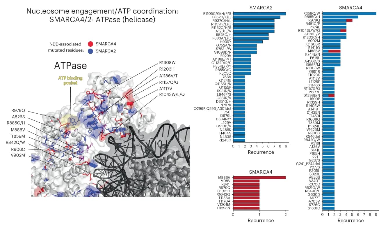 Open access visualization of Bar Plot, SMARCA4, ATPase subunit, cBAF complex, Nucleosome
