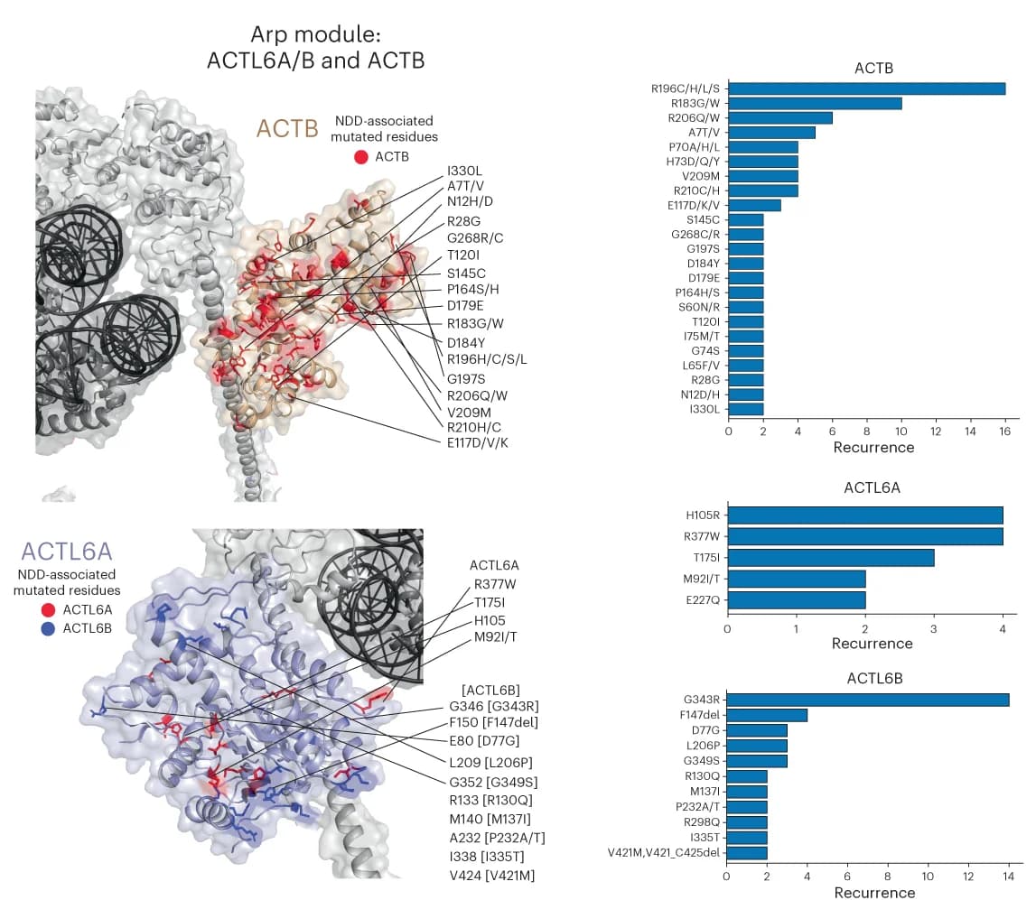 Open access visualization of Bar Plot, Protein Structure, ACTB, ACTL6A, Arp module
