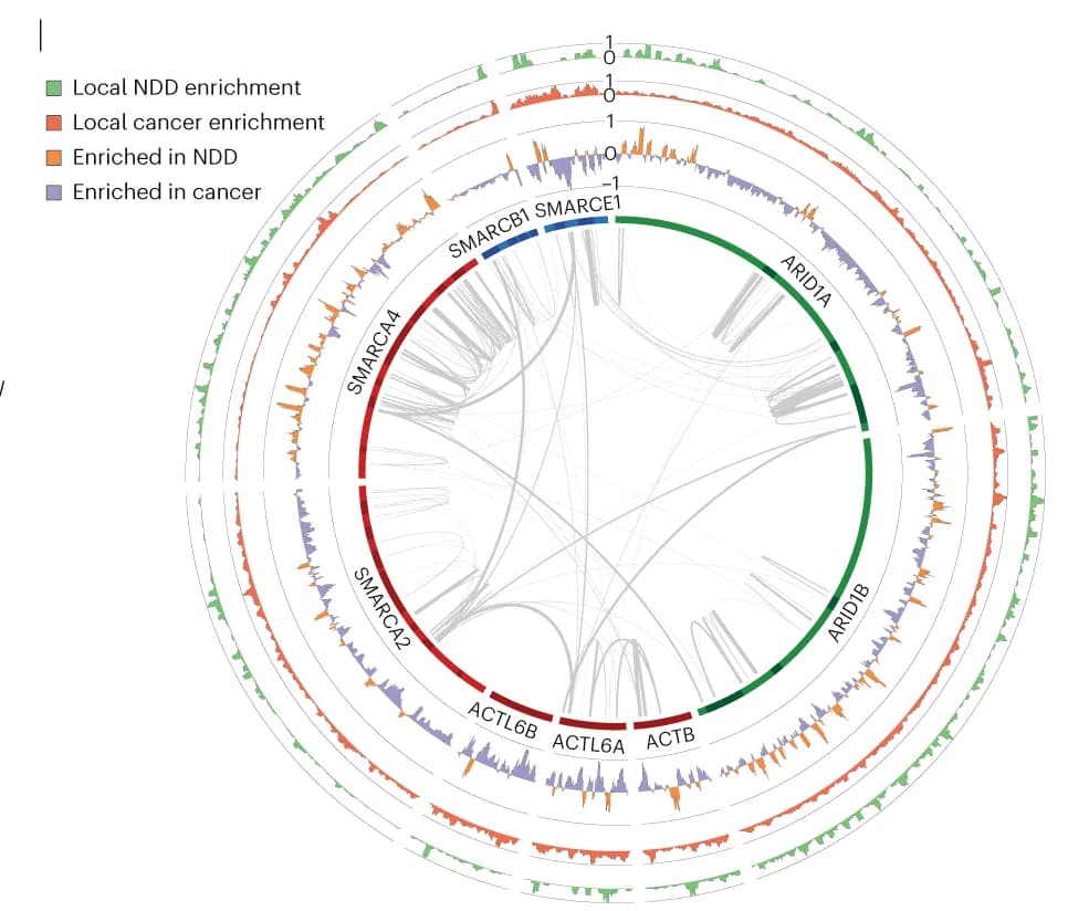 Open access visualization of Chord, Bar Plot, Circos Plot, mSWI/SNF, Subunit