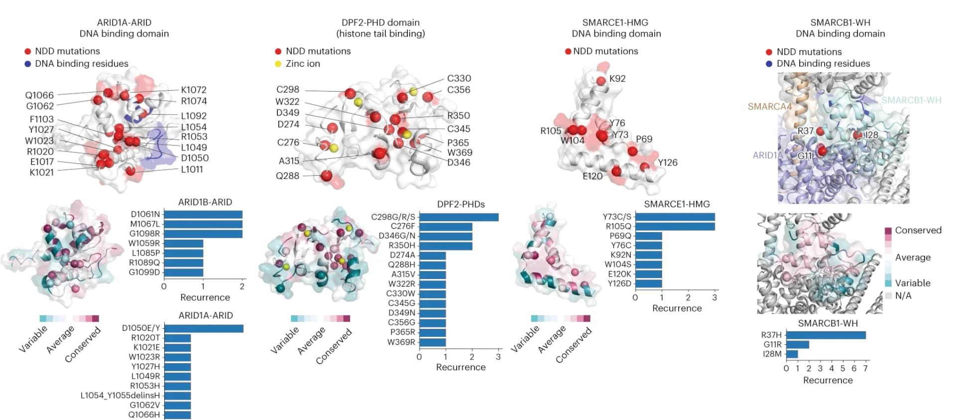 Open access visualization of Bar Plot, Photo, Protein Structure, NDD, Mutant Residue