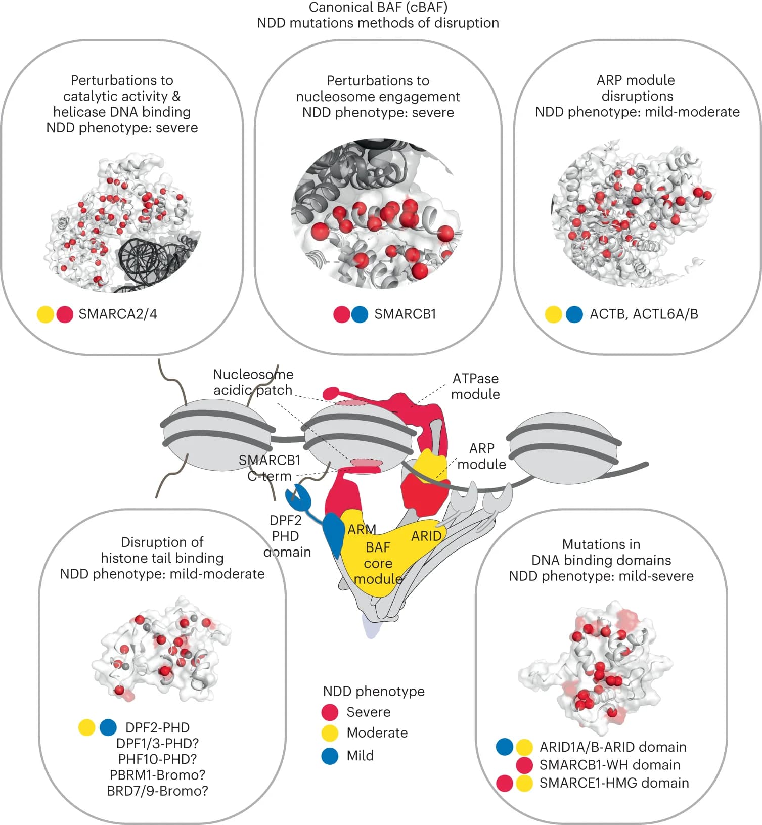 Open access visualization of Workflow, Illustration, 3D Plot, Protein Structure, mSWI/SNF