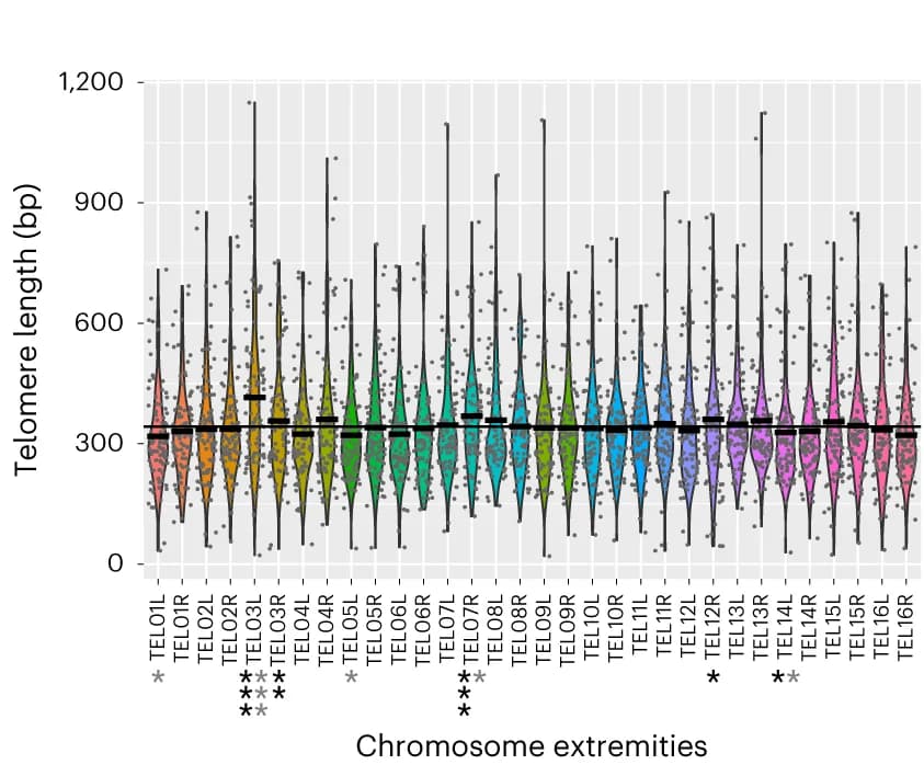 Open access visualization of Violin Plot, Violin Plots, Telomere Lengths, Strains, False Discovery Rates